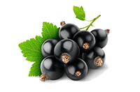 Blackcurrant